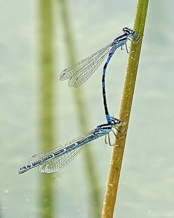 dainty damselflies